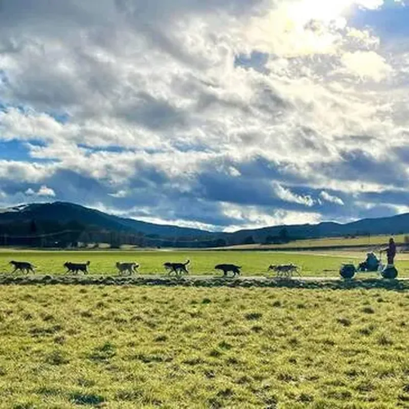 Billet Randonnée en Cani-Kart à Vassieux-en-Vercors