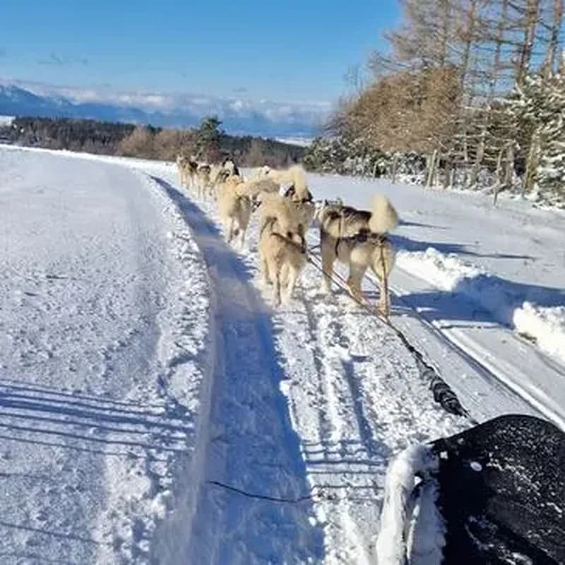 Randonnée en Chiens de Traîneau - Cambre-d'Aze près de Font-Romeu