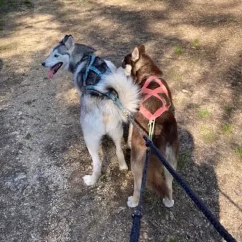 Balade en Cani-Rando près de Troyes