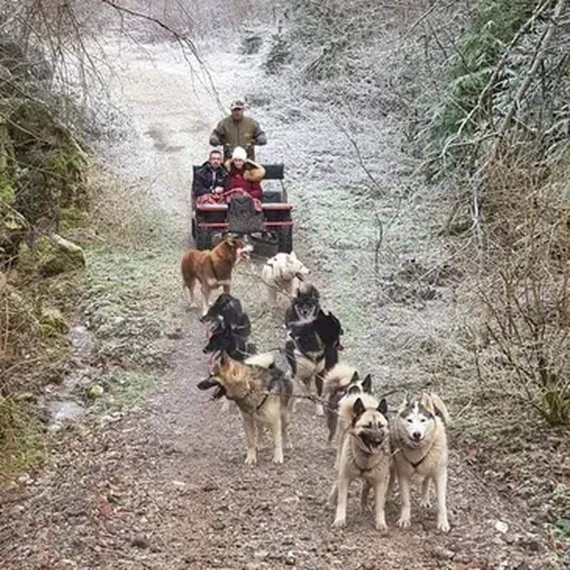 Promenade en Cani-kart près de Thonon-les-Bains