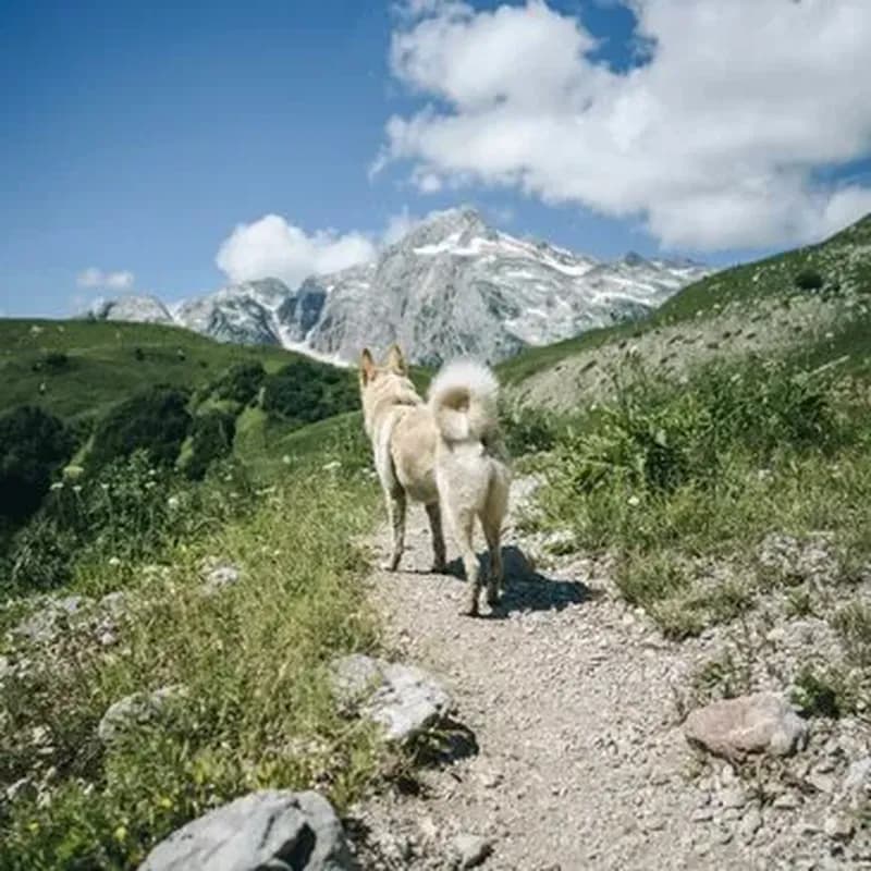 Balade en Cani-Rando au Cambre-d'Aze près de Font-Romeu