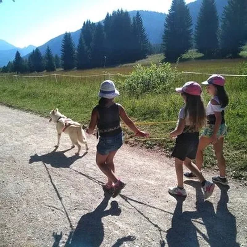 Balade en Cani-Rando près d'Annecy