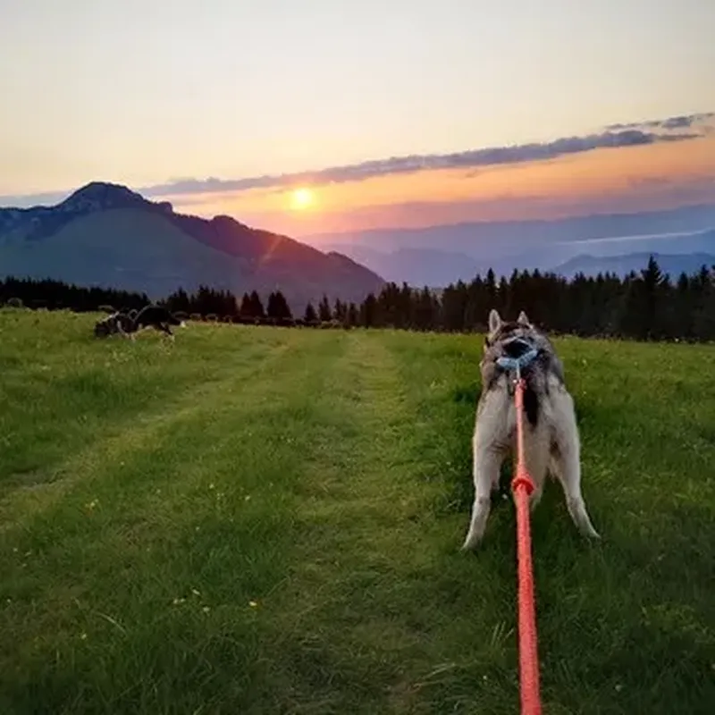 Balade en Cani-Rando à Mont-Saxonnex