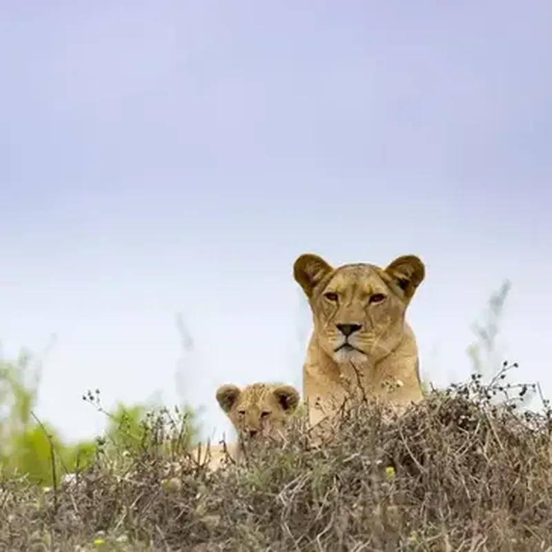 Billet Nuit en Lodge au Bioparc Zoo à Doué-la-Fontaine près d'Angers