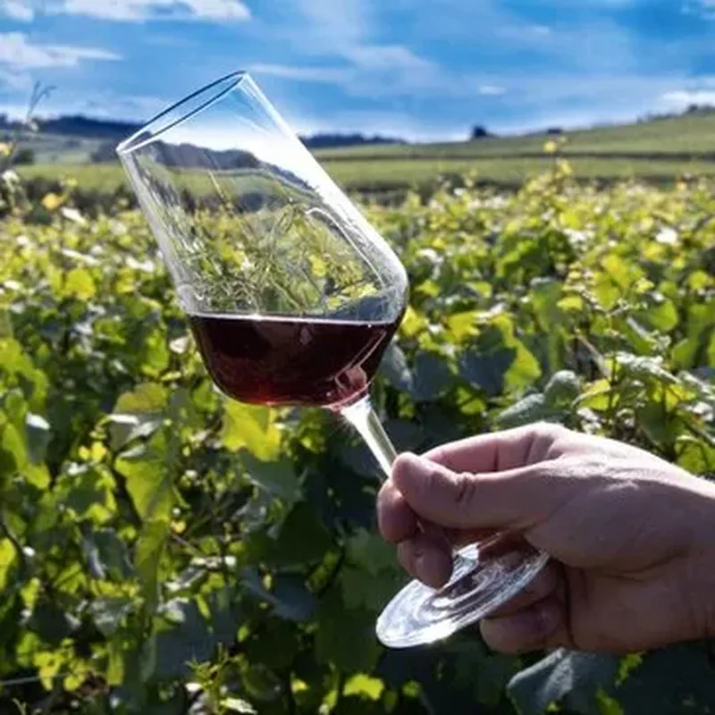 Billet Balade œnologique à Beaune