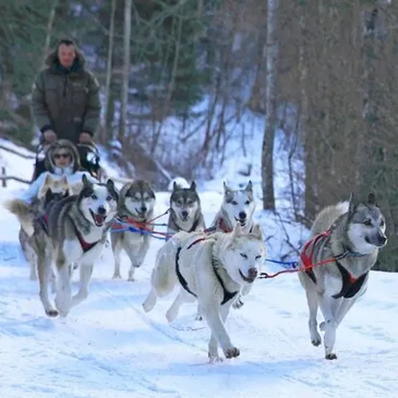 Randonnée en Chiens de Traîneau dans les Pyrénées Catalanes
