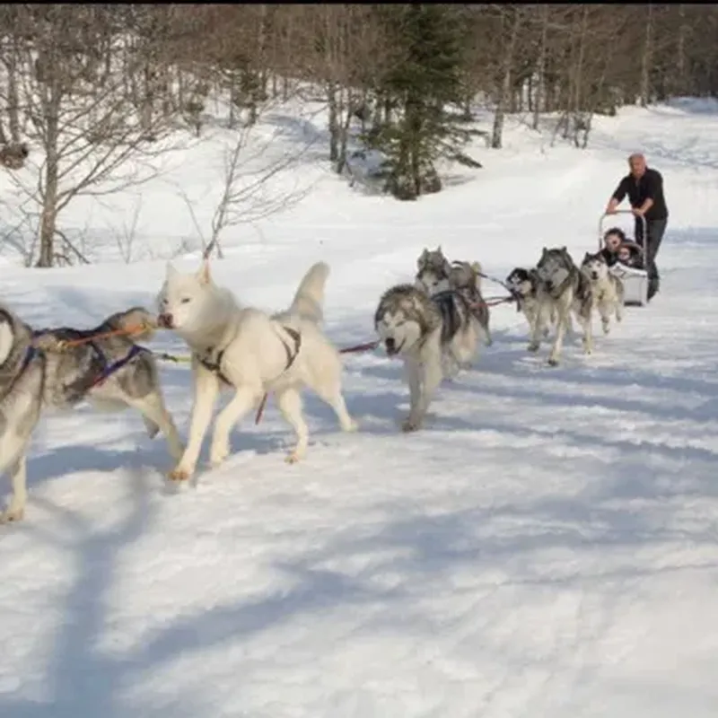 Randonnée en Chiens de Traîneau à La Pierre Saint-Martin