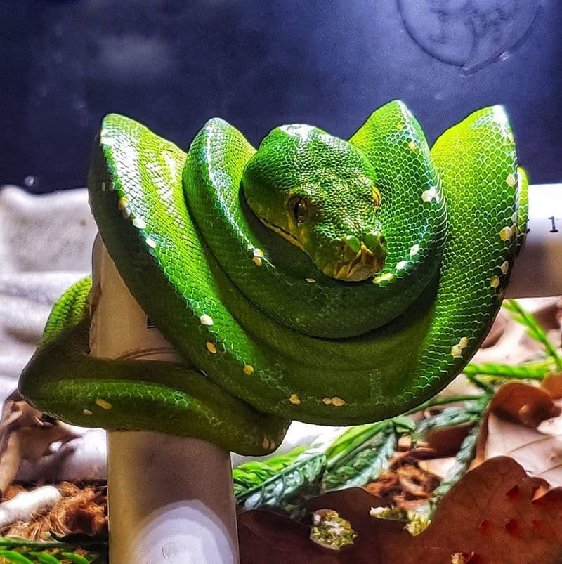 Franklin Drive Thru Safari : Billet d'entrée