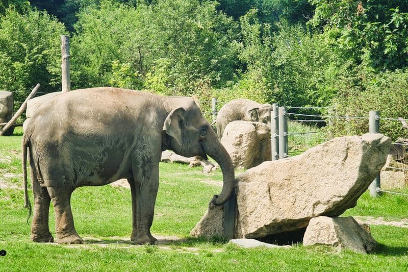 Billet Zoo de Prague : Transport aller-retour + Audioguide