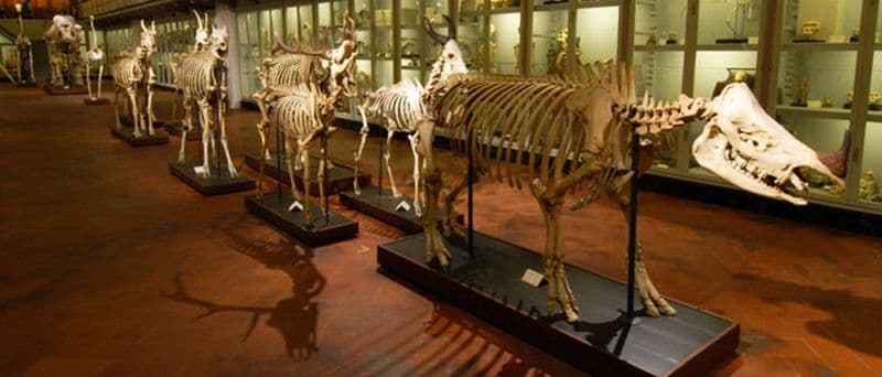 Billet Musée d'Histoire Naturelle de La Specola : coupe-file