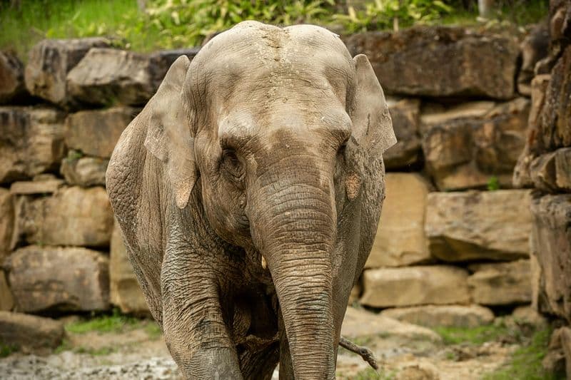 Billet ZOO Planckendael : Billet d'entrée