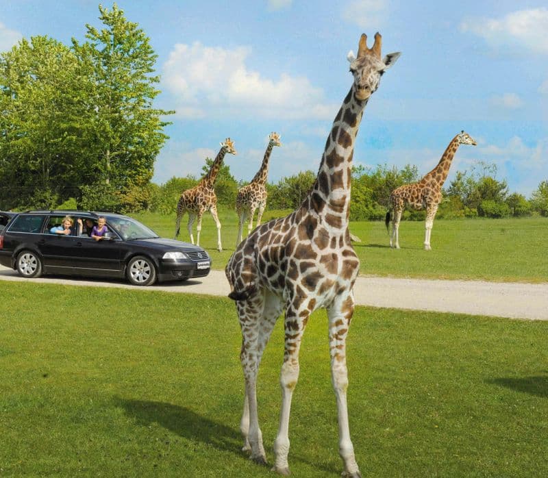 Billet Zoo de Givskud - Zootopie : Billet d'entrée