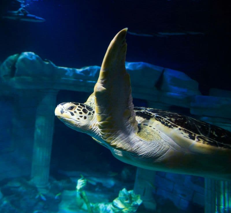 Billet SEA LIFE Porto : Billet d'entrée