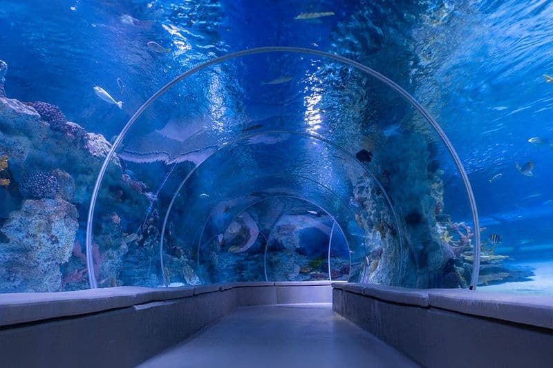 Billet Istanbul : Billet d'entrée pour l'aquarium et le zoo sous-marin d'Emaar