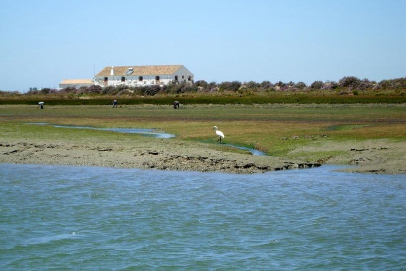 Ria Formosa : excursion guidée de 2 heures en bateau pour observer les oiseaux