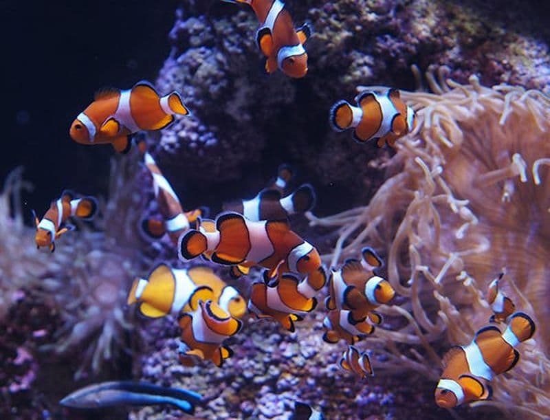 Billet Aquarium du Bioparc Gijon : Billet d'entrée