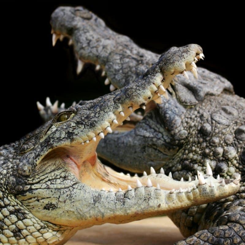 Billet Alligator Bay: Billet d'entrée