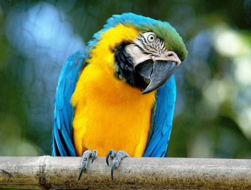 Billet Bioparco - Zoo de Rome : Billet ouvert