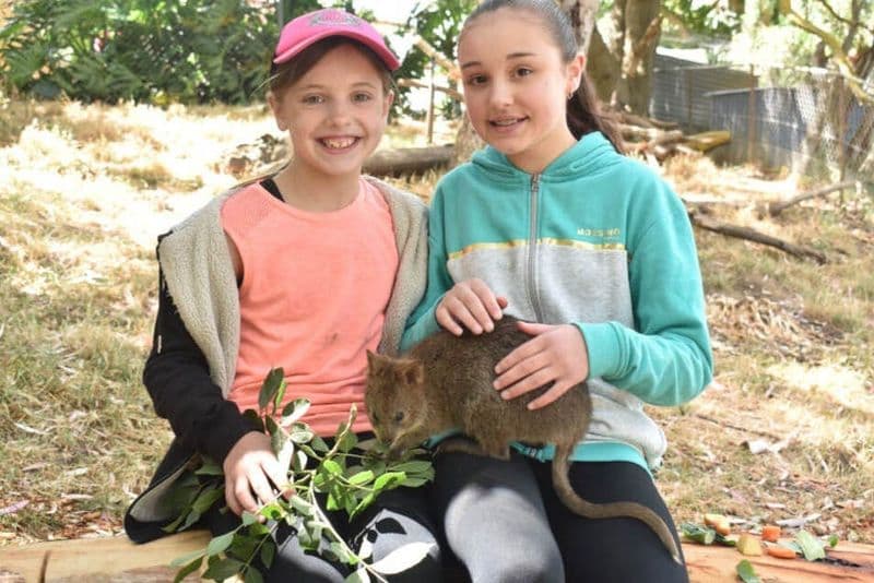 Billet Parc animalier des gorges : Billet d'entrée