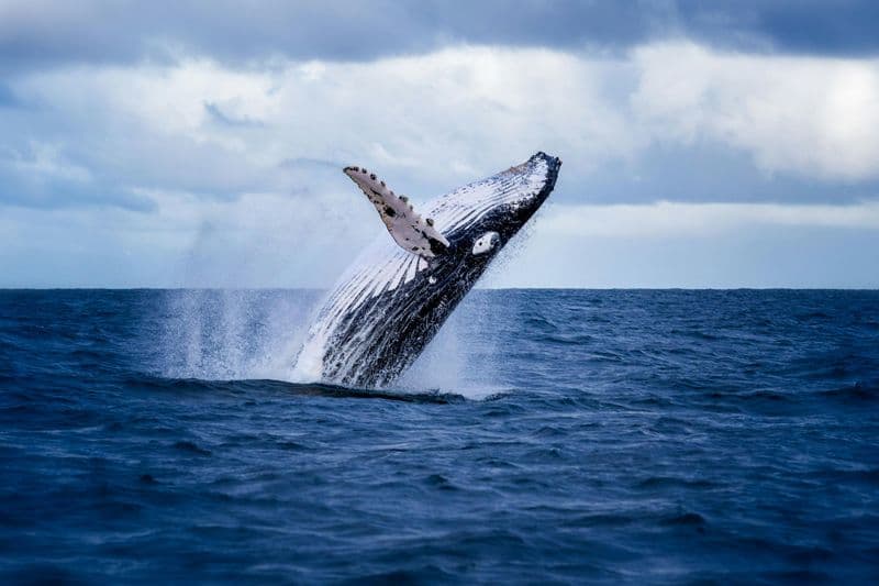Billet Akureyri : Croisière d'observation des baleines avec sièges intérieurs chauffés