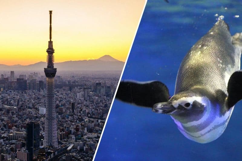 Tokyo Skytree Pass (Tokyo Skytree + Sumida Aquarium)