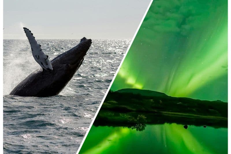 Billet Reykjavik : Croisière d'observation des baleines et des aurores boréales