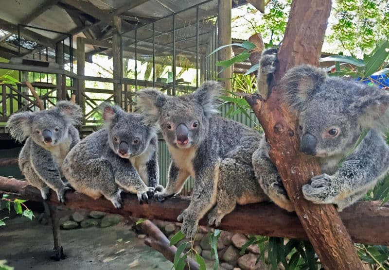 Billet Rainforestation Nature Park & Sanctuaire australien des papillons