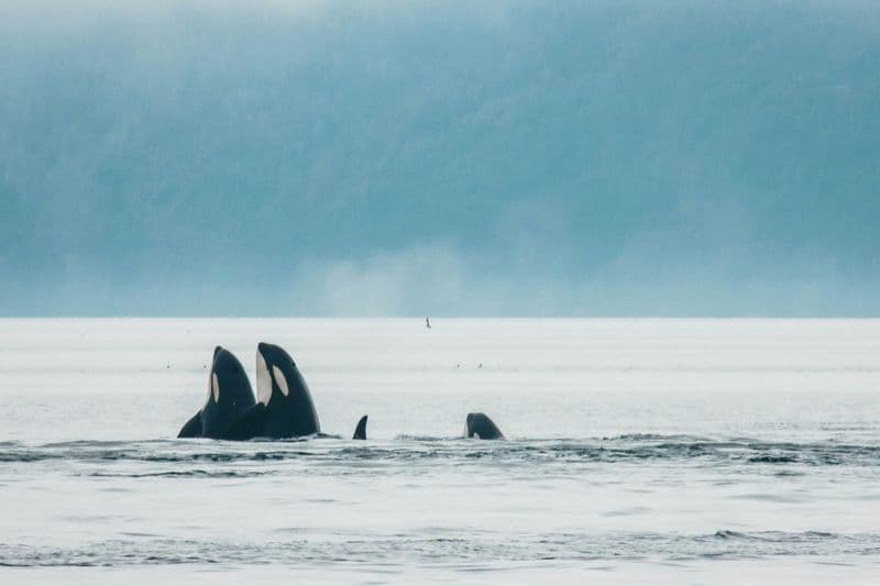 Billet Observation des baleines au coucher du soleil depuis Vancouver