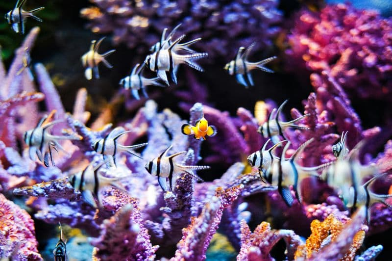 Billet SEA LIFE Bangkok Ocean World: Billet d'entrée