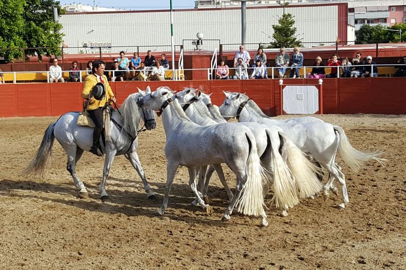 Las Lagunas de Mijas : Spectacle équestre en soirée + transfert à l'hôtel