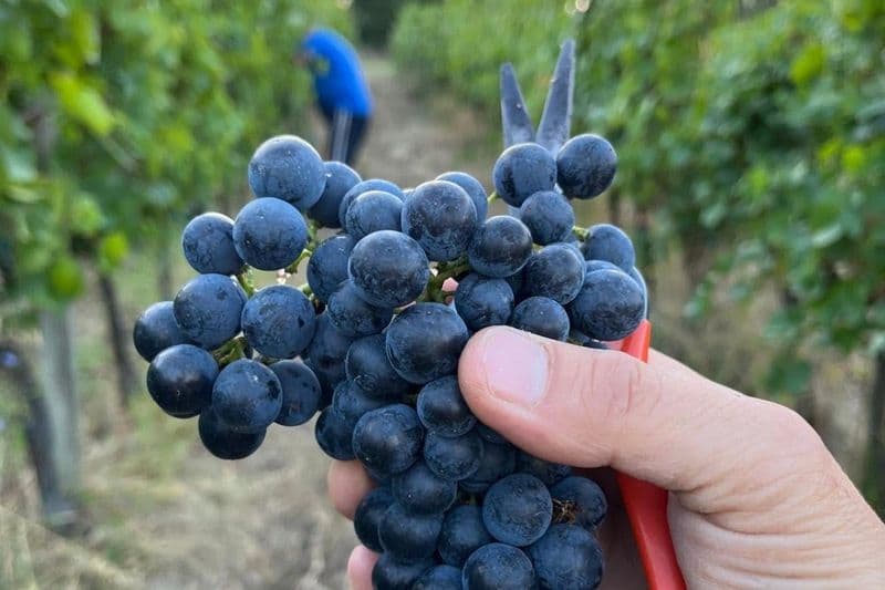 Tenuta La Viola : Visite guidée et dégustation de vins