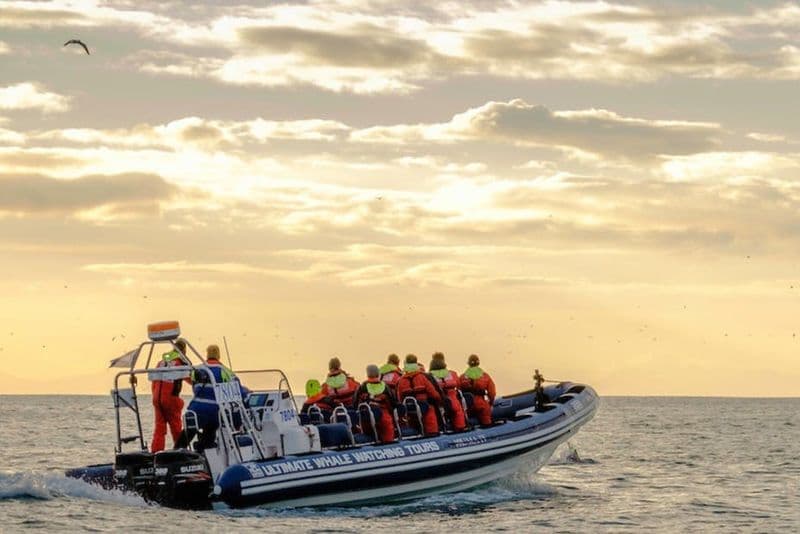 Billet Akureyri : Croisière en bateau pneumatique d'observation des baleines "Midnight Sun