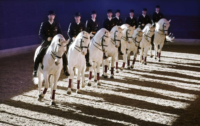 Billet Haras de Lipica & Spectacle L'histoire de Lipica