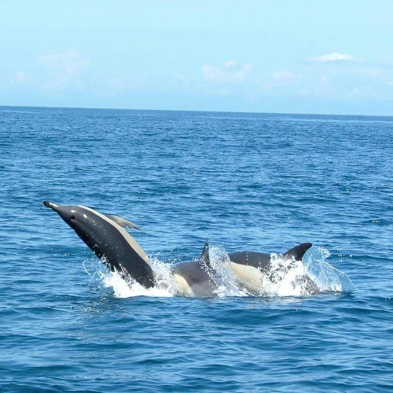 Excursion d'observation des dauphins depuis Lisbonne