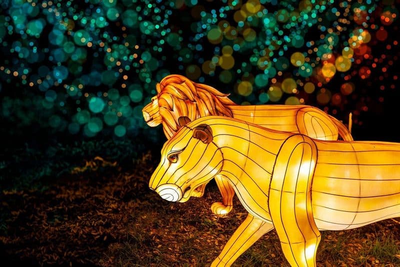 Zoo Lights au Zoo de Miami