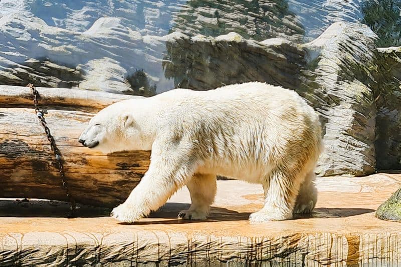 Billet Zoo de Prague : Billet d'entrée + Audioguide