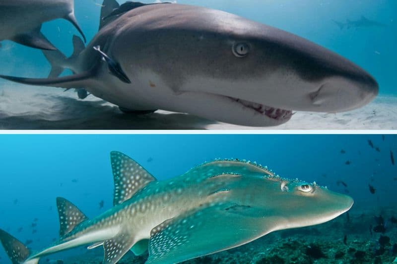 Billet Aquarium d'Istanbul avec transport aller-retour depuis le centre d'Istanbul