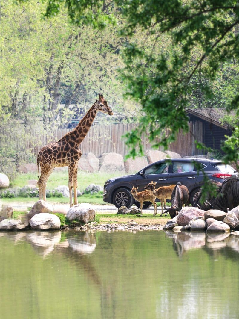 Billet Parco Natura Viva : Open Date Ticket