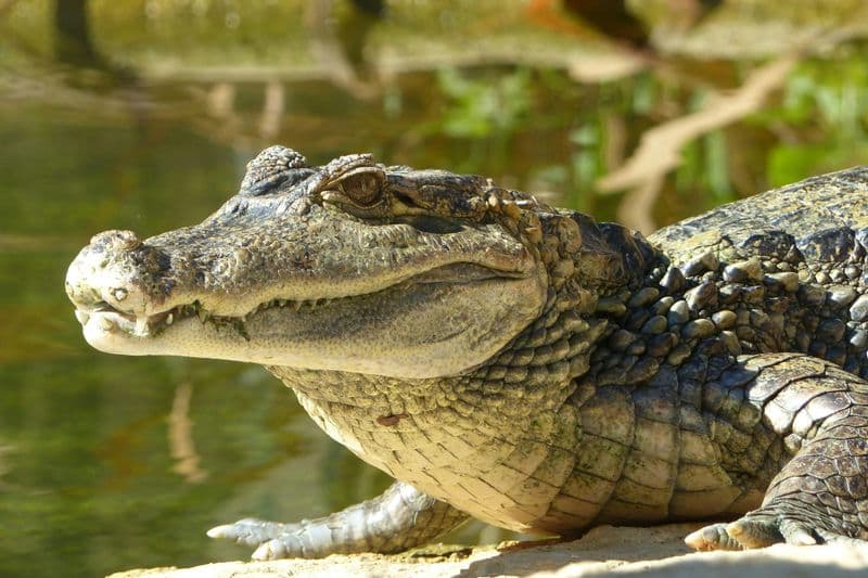 Billet ZOA Parc : Billet d'entrée