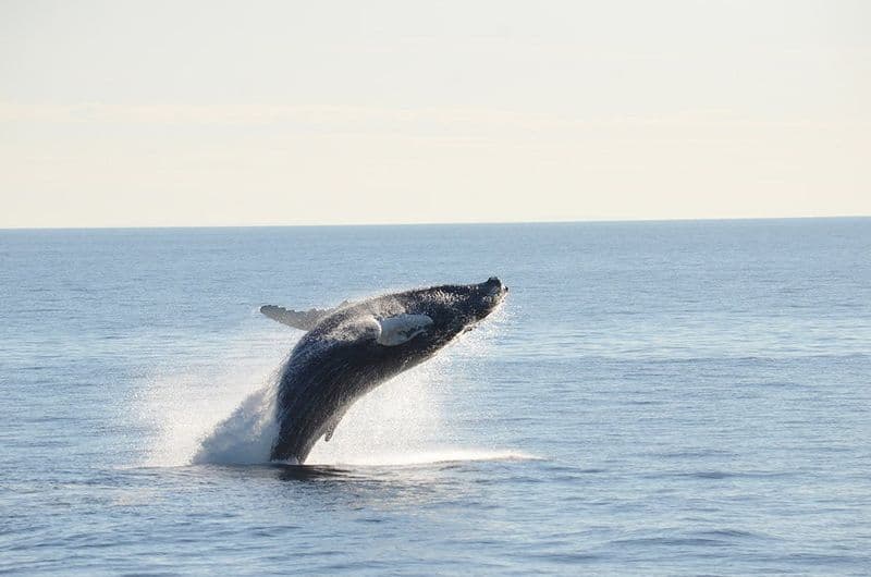 Croisière d'observation des baleines dans Boston Harbor