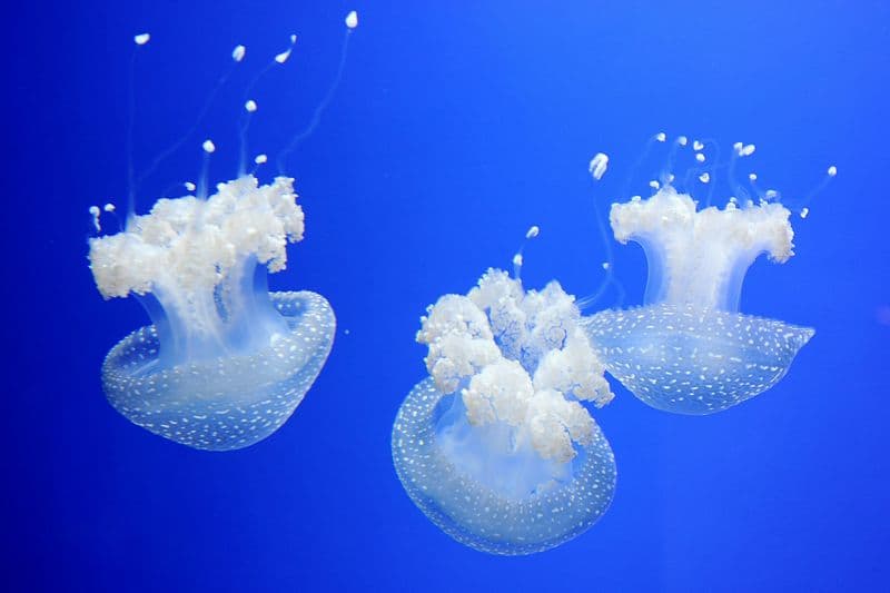 Aquarium de Gênes : Billet d'entrée + Expérience alimentaire