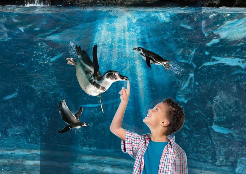 Billet Aquarium de Cattolica : Billet avec accès rapide