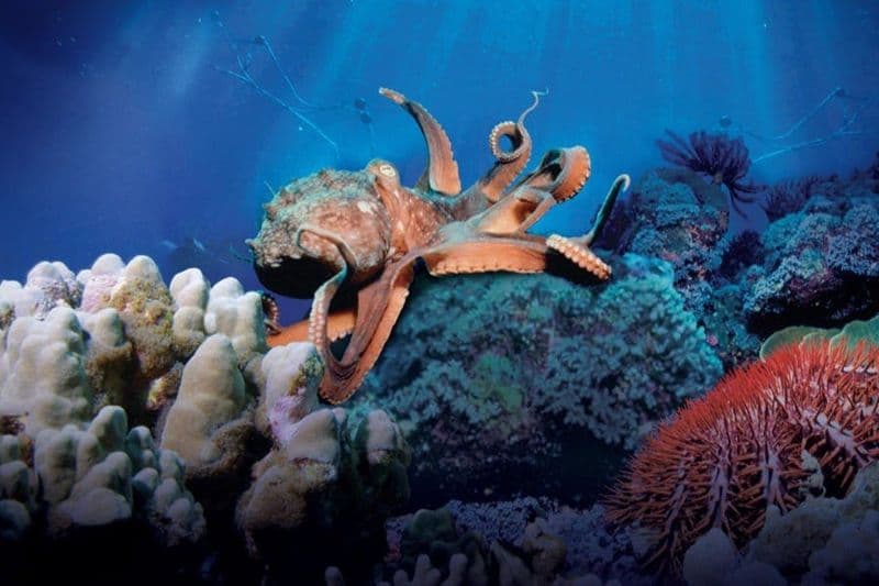 Théâtre Simons : Secrets de la mer