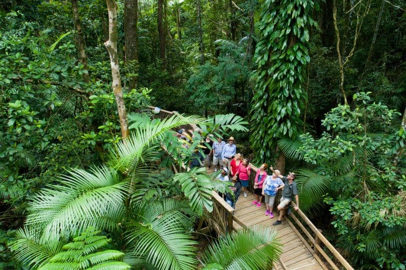 Billet Daintree et Cape Tribulation : visite d'une journée
