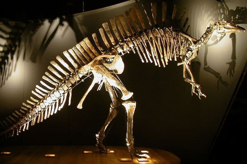 Billet Musée d'histoire naturelle (Museo di Storia Naturale) : Billet d'entrée