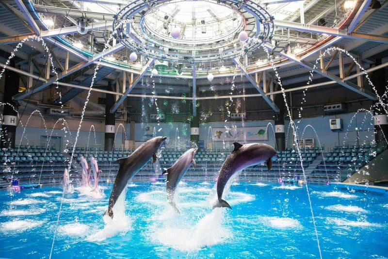 Maxell Aqua Park Shinagawa : Billet coupe-file + Spectacle de dauphins