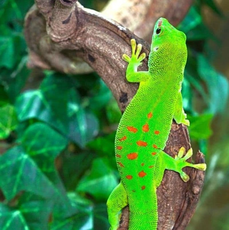 Planet Exotica : Billet d'entrée