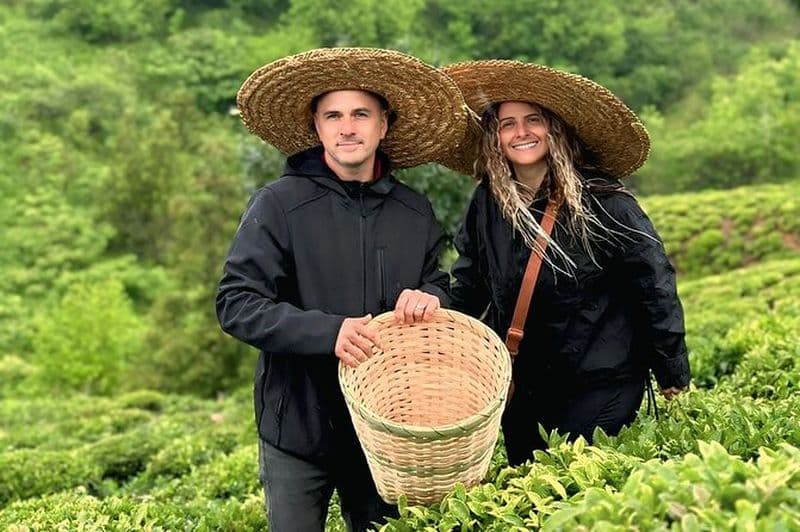 Récolte et dégustation de thé de la feuille à la tasse