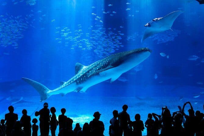 Okinawa Hip-hop Bus B - Circuit 1 trajet (Aquarium Churaumi d'Okinawa)