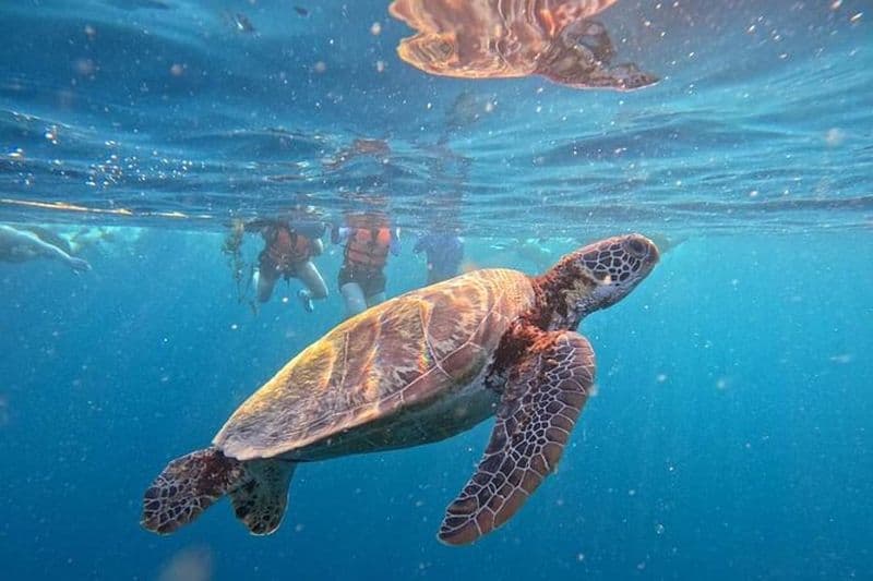 Requins baleines d'Oslob et course de sardines de Moalboal, visite des tortues de mer